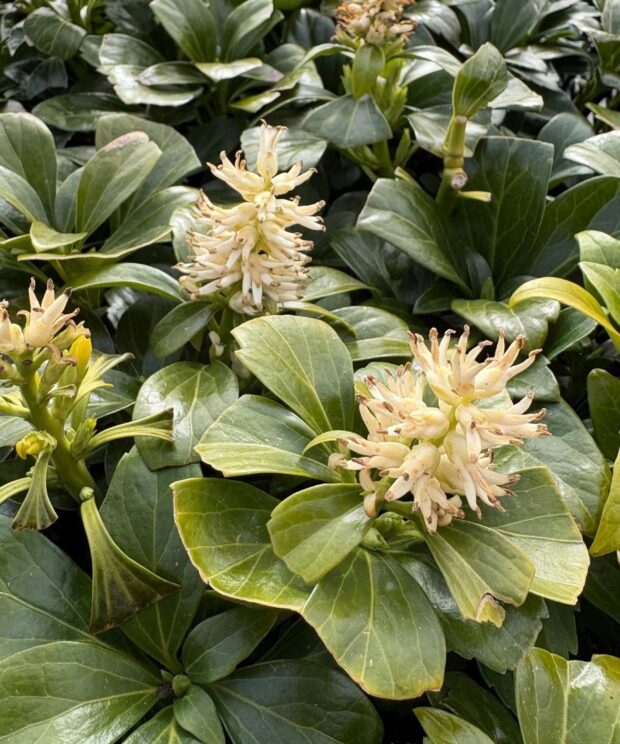 Pachysandra terminalis 'Green Carpet' (Schaduwkruid)
