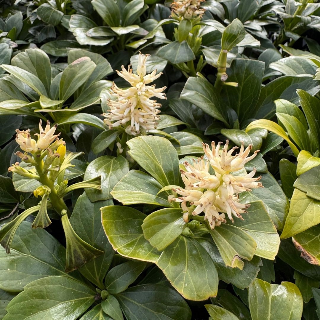 Pachysandra terminalis 'Green Carpet' (Schaduwkruid)