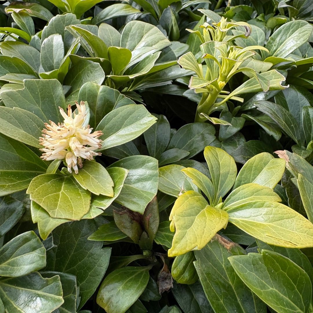 Pachysandra terminalis 'Green Carpet' (Schaduwkruid)