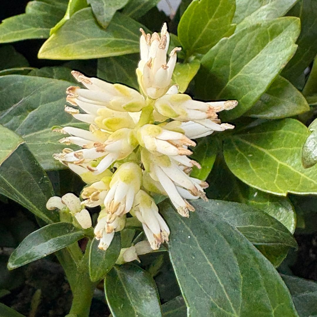 Pachysandra terminalis 'Green Carpet' (Schaduwkruid)