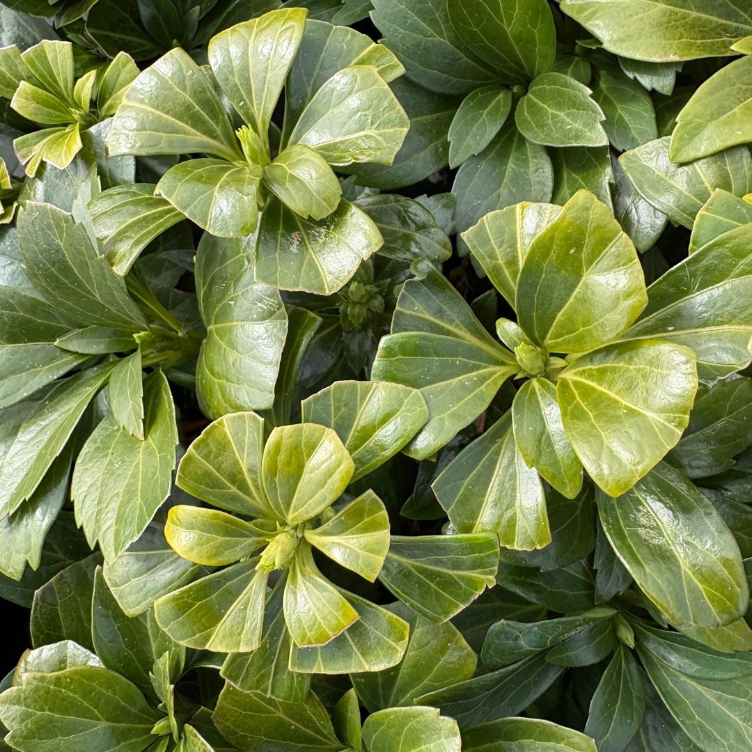 Pachysandra terminalis 'Green Carpet' (Schaduwkruid)