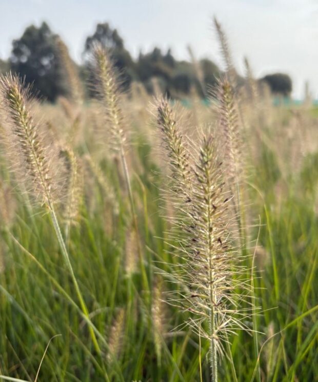 Pennisetum alopecuroides 'Hameln' (Lampenpoetsersgras)