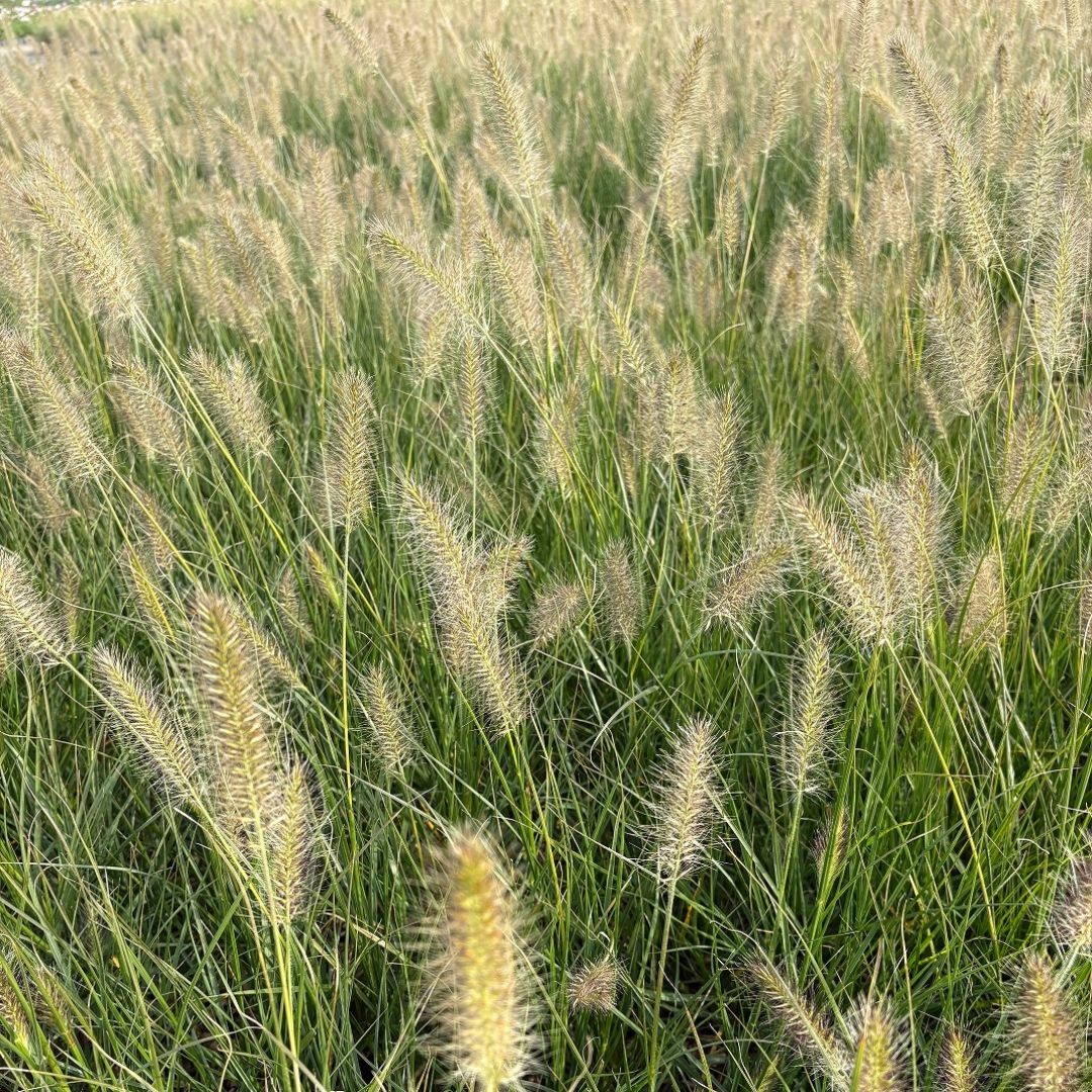 Pennisetum alopecuroides 'Hameln' (Lampenpoetsersgras)