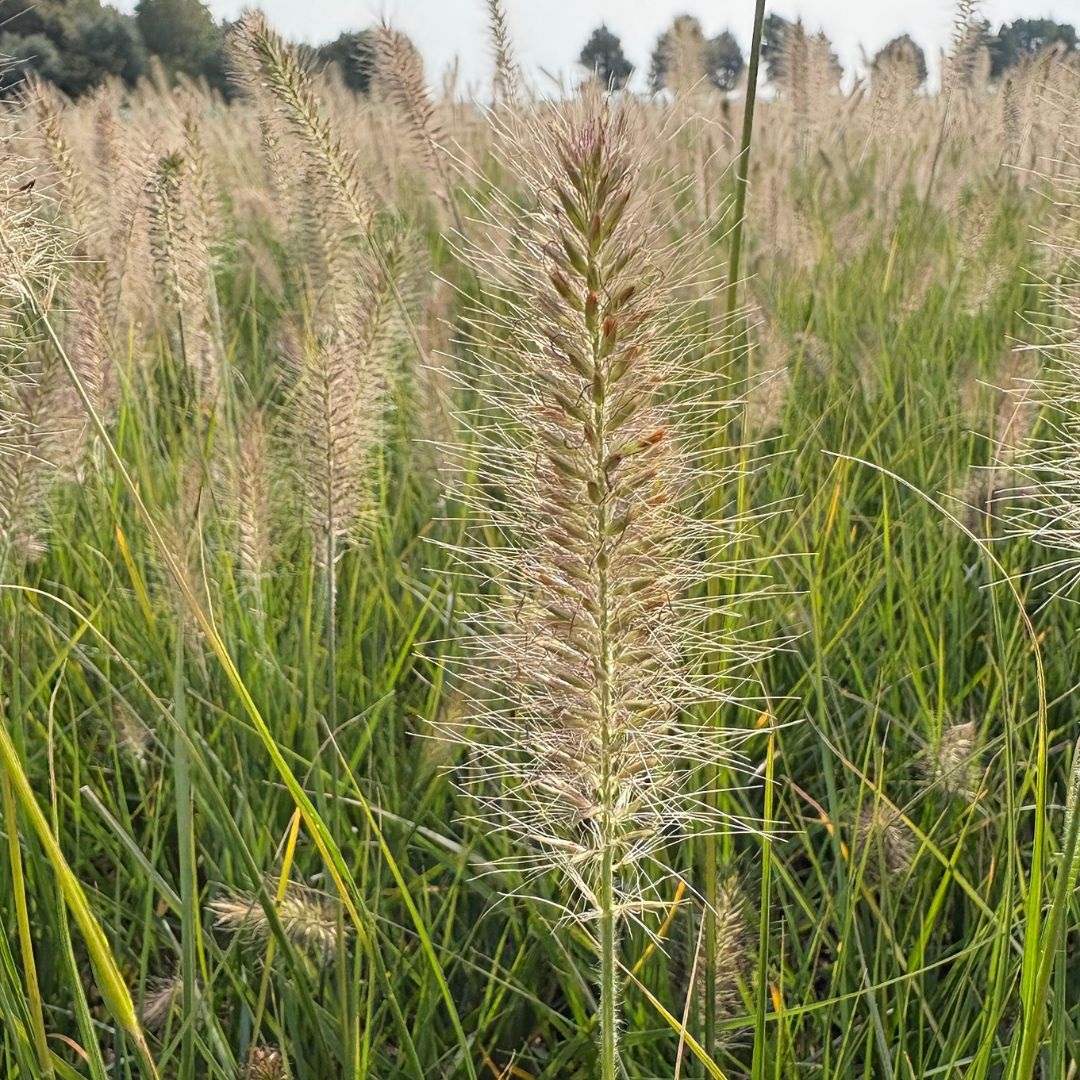 Pennisetum alopecuroides 'Hameln' (Lampenpoetsersgras)