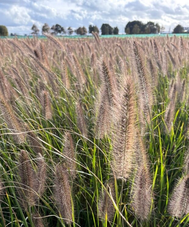 Pennisetum alopecuroides 'Viridescens' (Lampenpoetsersgras)