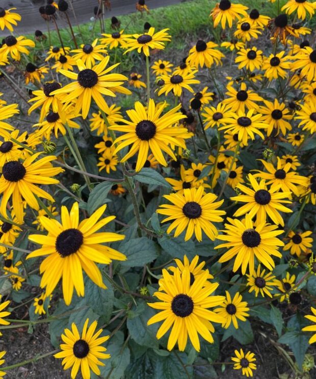 Rudbeckia fulgida 'Goldsturm' (Zonnehoed)