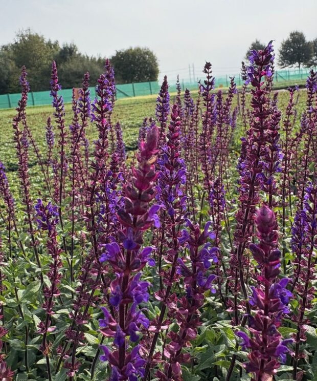 Salvia nemorosa 'Caradonna' (Salie)