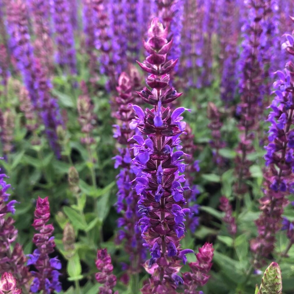 Salvia nemorosa 'Ostfriesland' (Salie)