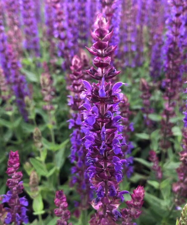 Salvia nemorosa 'Ostfriesland' (Salie)