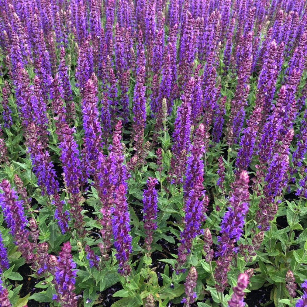 Salvia nemorosa 'Ostfriesland' (Salie)