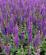Salvia nemorosa 'Ostfriesland' (Salie)