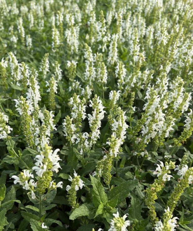 Salvia nemorosa 'Schneehügel' (Salie)