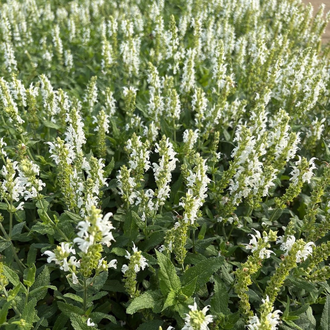 Salvia nemorosa 'Schneehügel' (Salie)