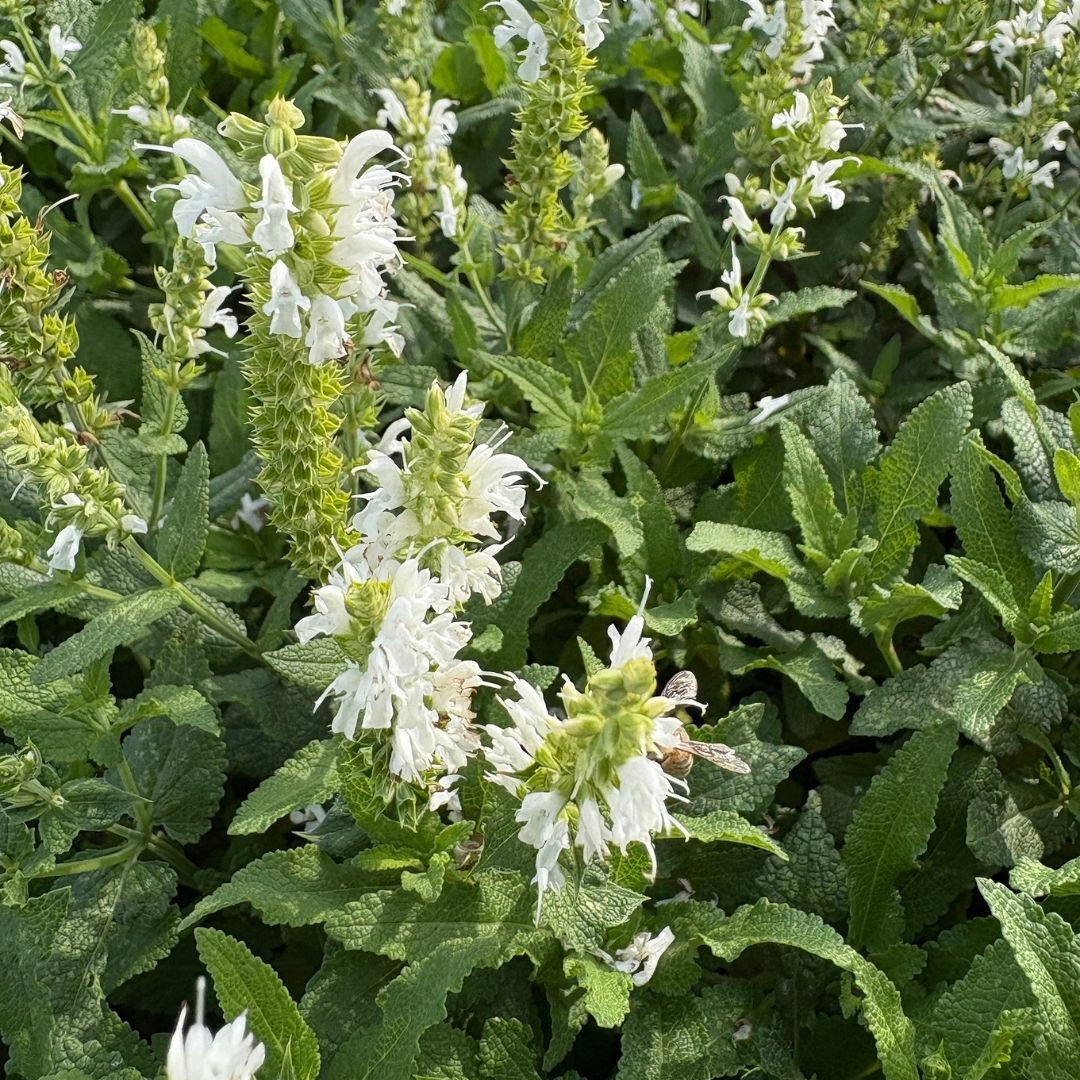 Salvia nemorosa 'Schneehügel' (Salie)