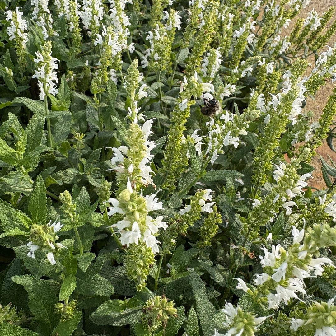Salvia nemorosa 'Schneehügel' (Salie)