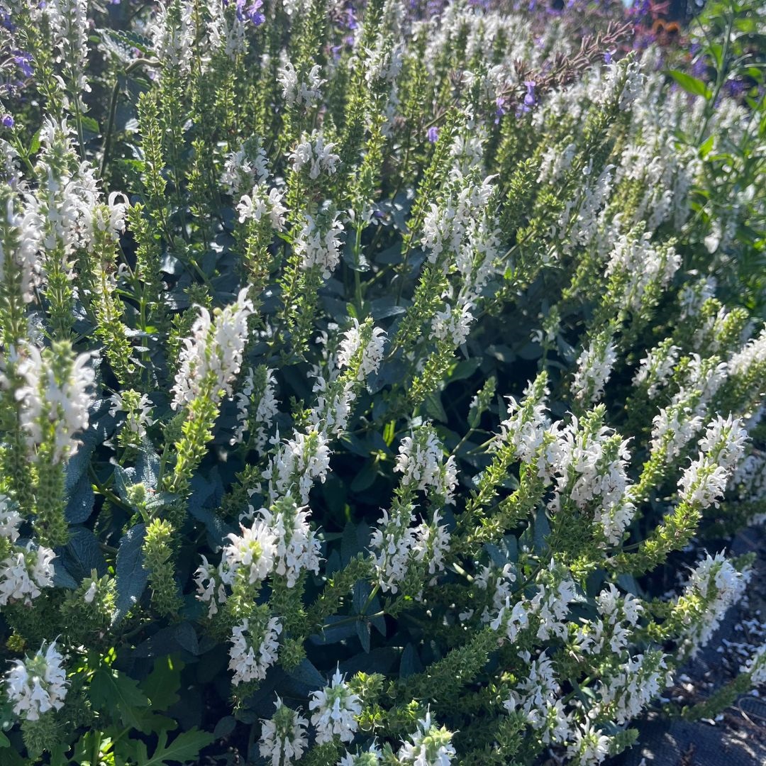 Salvia nemorosa 'Schneehügel' (Salie)