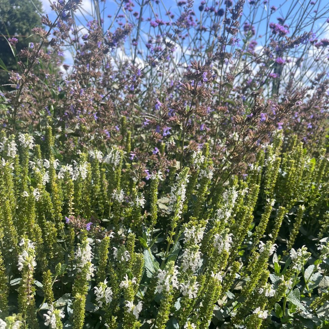 Salvia nemorosa 'Schneehügel' (Salie)
