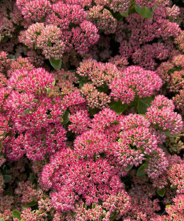 Sedum 'Herbstfreude' (Vetkruid)