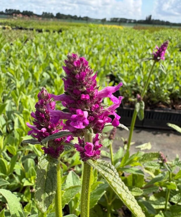 Stachys monieri 'Hummelo' (Ezelsoor)