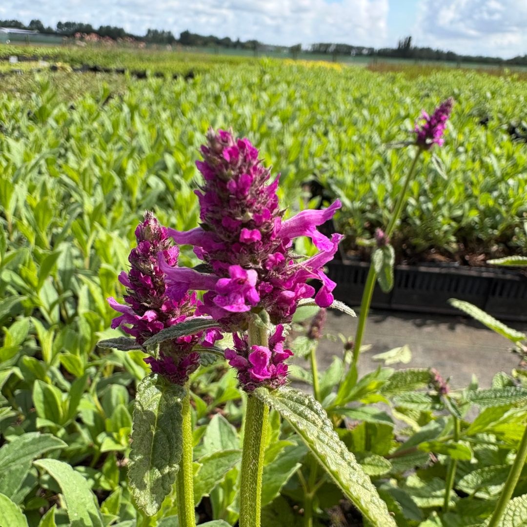 Stachys monieri 'Hummelo' (Ezelsoor)