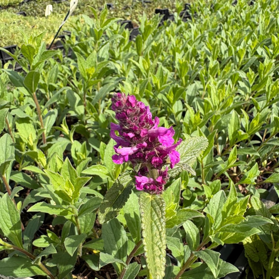 Stachys monieri 'Hummelo' (Ezelsoor)