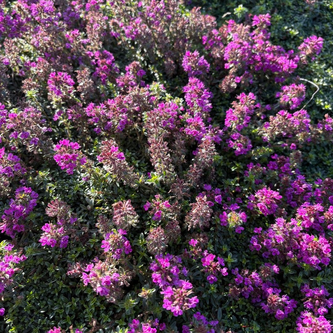 Thymus praecox 'Coccineus' (Tijm)