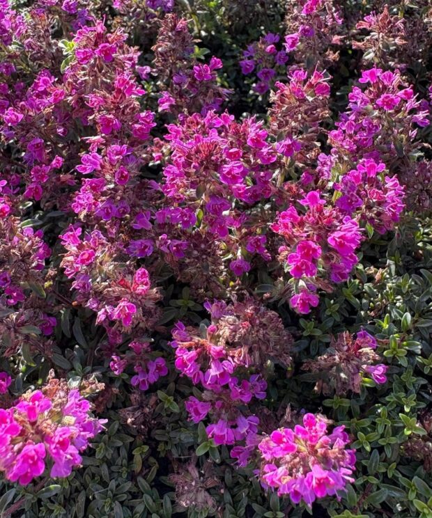 Thymus praecox 'Coccineus' (Tijm)