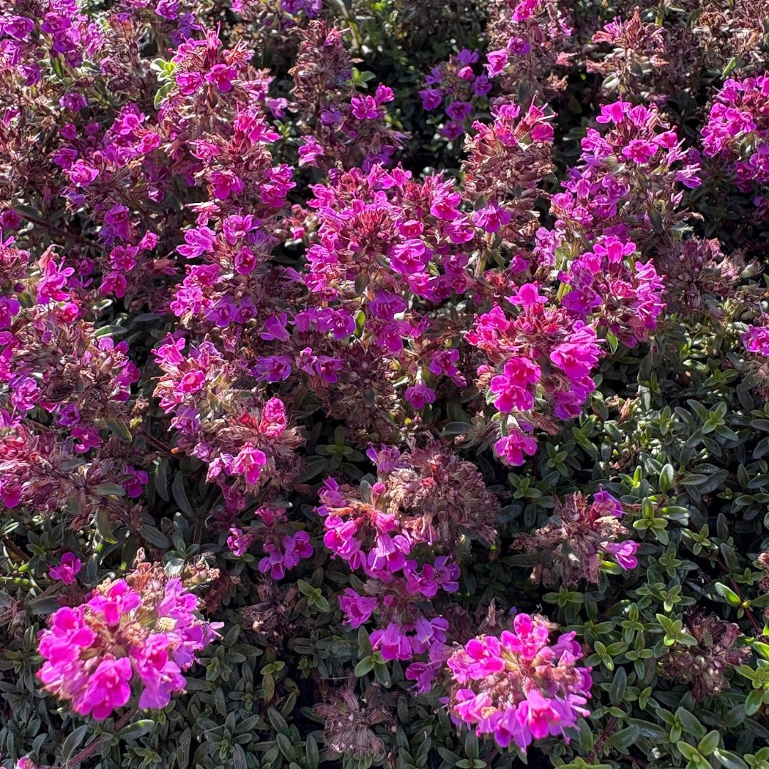 Thymus praecox 'Coccineus' (Tijm)