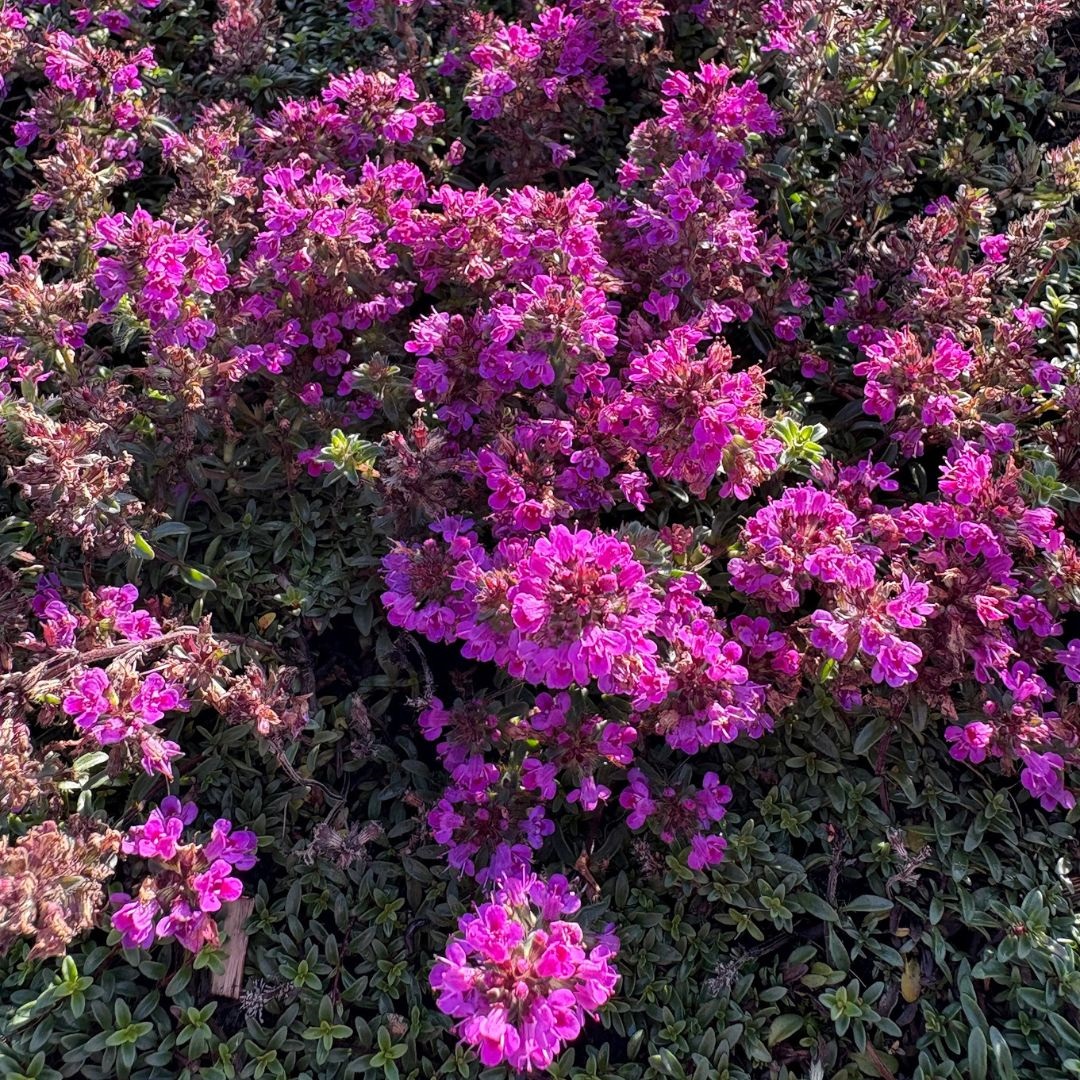 Thymus praecox 'Coccineus' (Tijm)