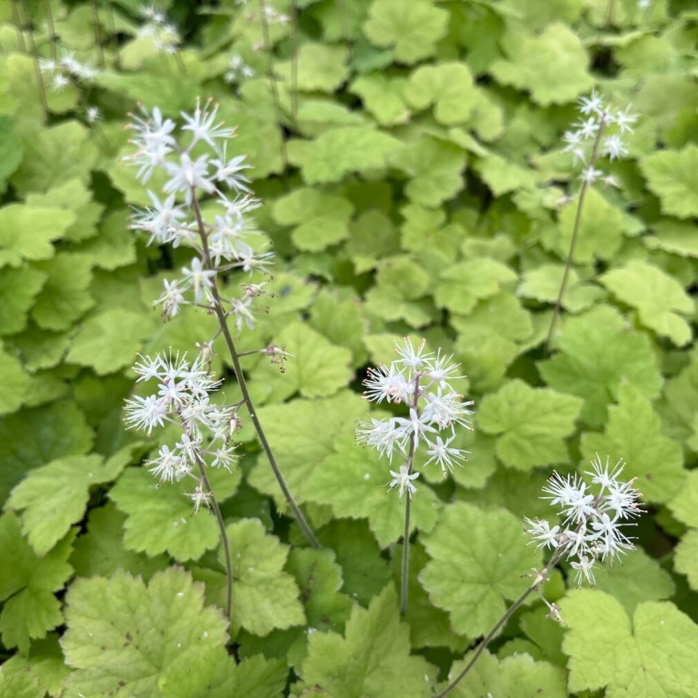 Tiarella cordifolia (Schuimbloem)