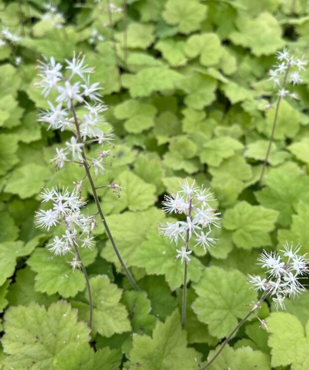 Tiarella cordifolia (Schuimbloem)