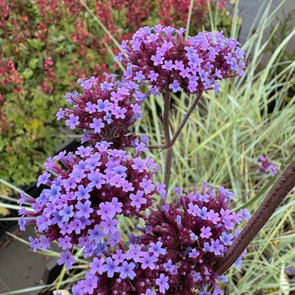 Verbena bonariensis (IJzerhard)
