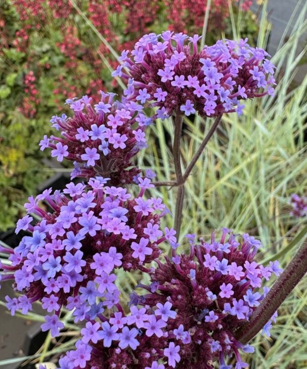 Verbena bonariensis (IJzerhard)