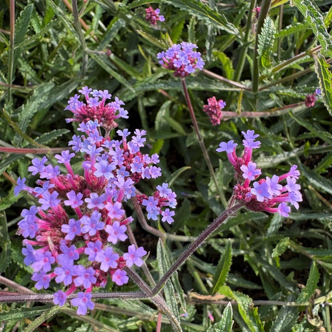 Verbena bonariensis (IJzerhard)