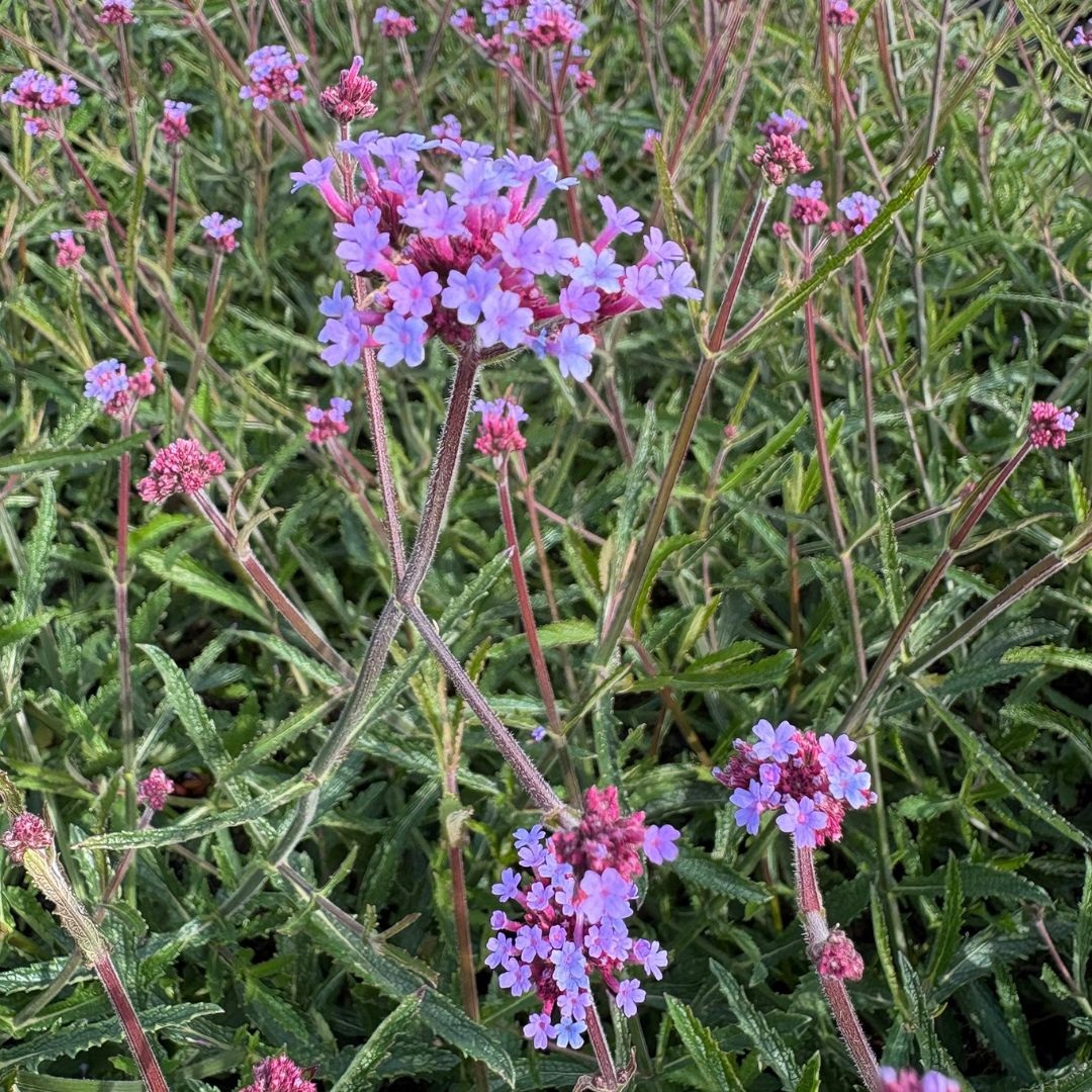 Verbena bonariensis (IJzerhard)