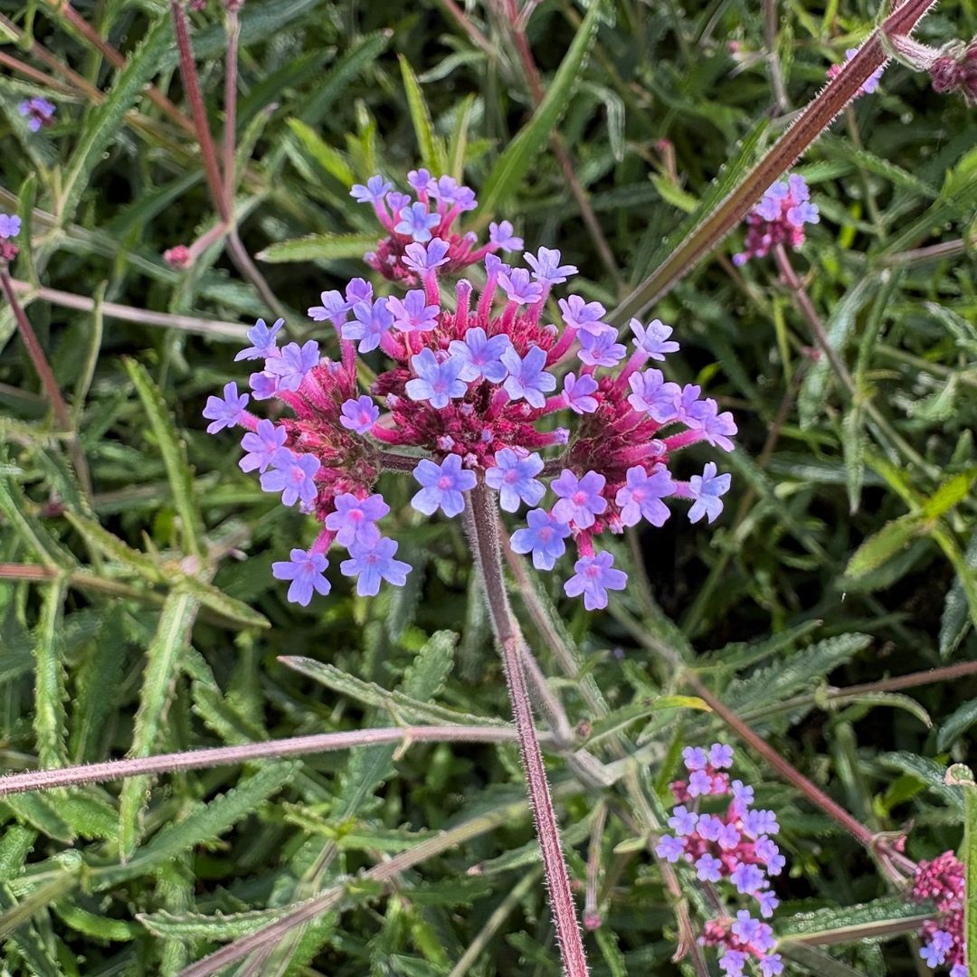 Verbena bonariensis (IJzerhard)