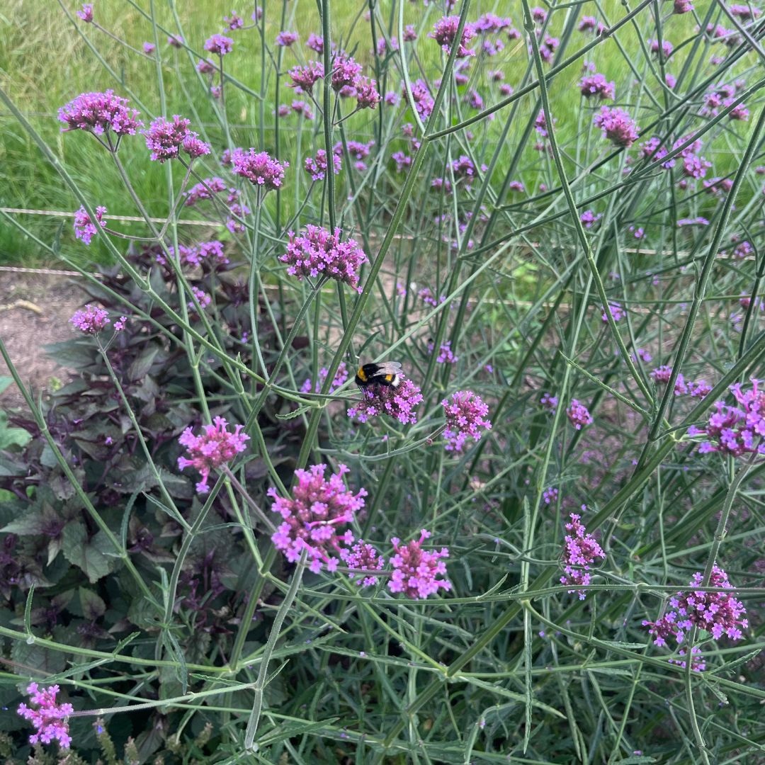Verbena bonariensis (IJzerhard)