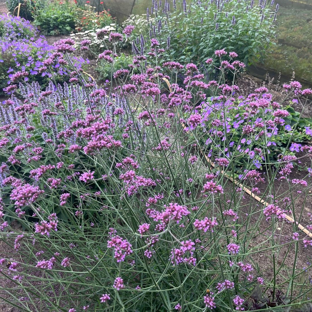 Verbena bonariensis (IJzerhard)