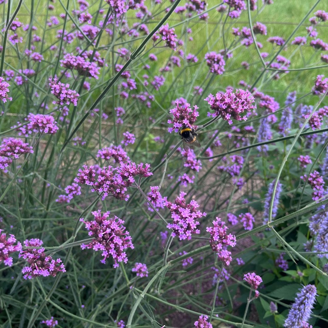 Verbena bonariensis (IJzerhard)