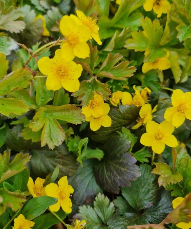 Waldsteinia ternata (Goudaardbei)