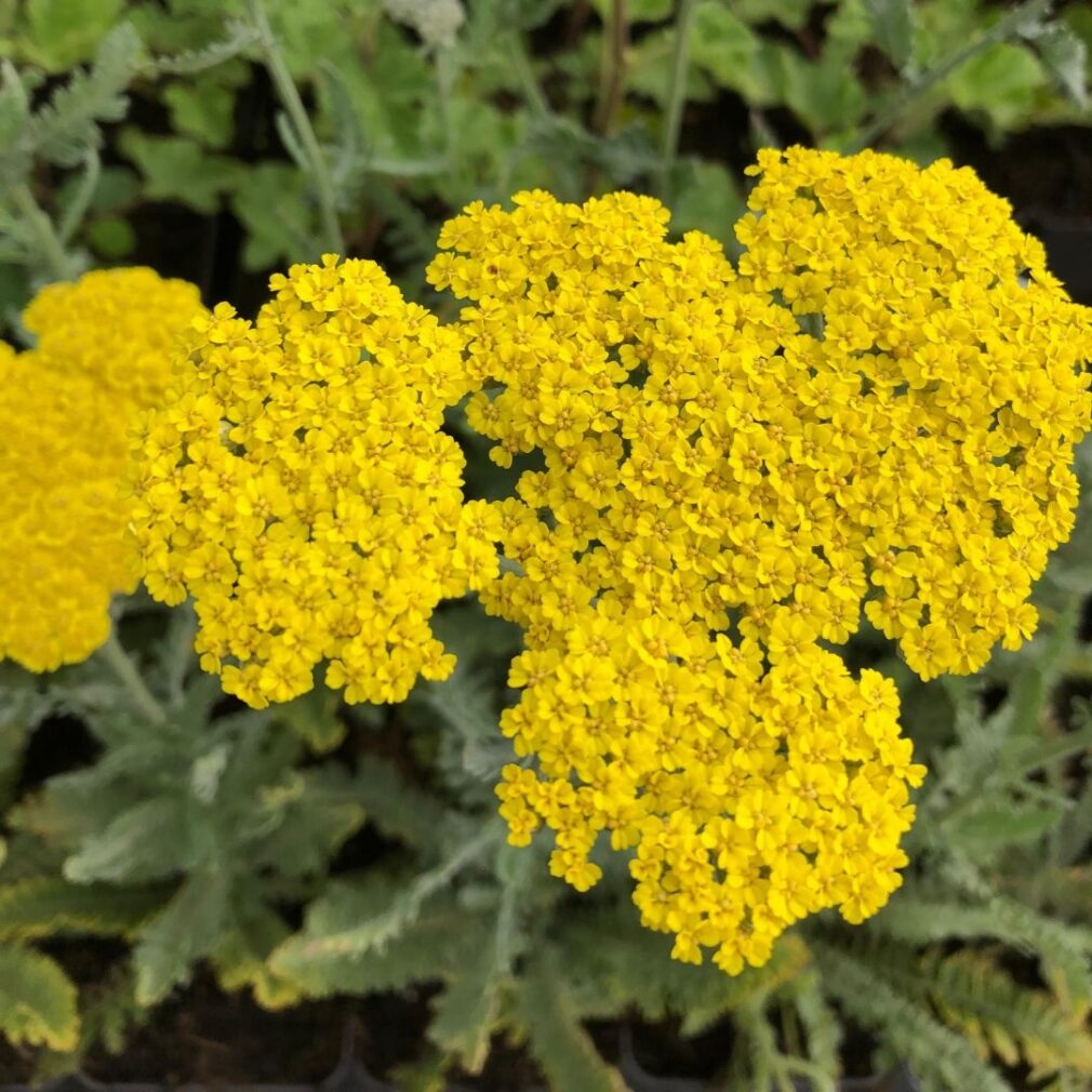 Achillea 'Moonshine' (Duizendblad)
