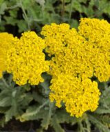 Achillea 'Moonshine' (Duizendblad)