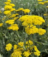 Achillea 'Moonshine' (Duizendblad)