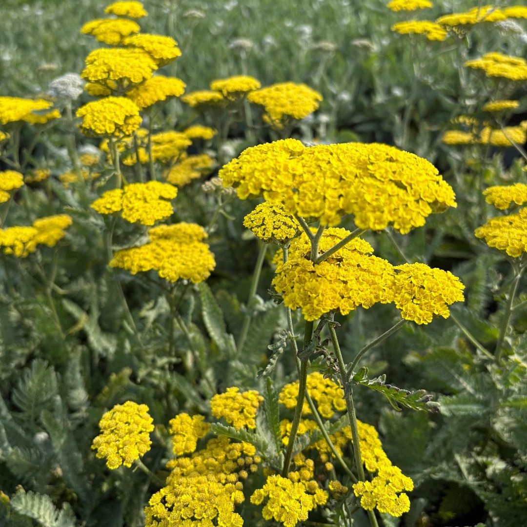 Achillea 'Moonshine' (Duizendblad)