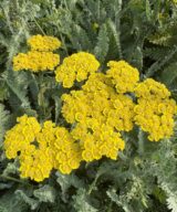 Achillea 'Moonshine' (Duizendblad)