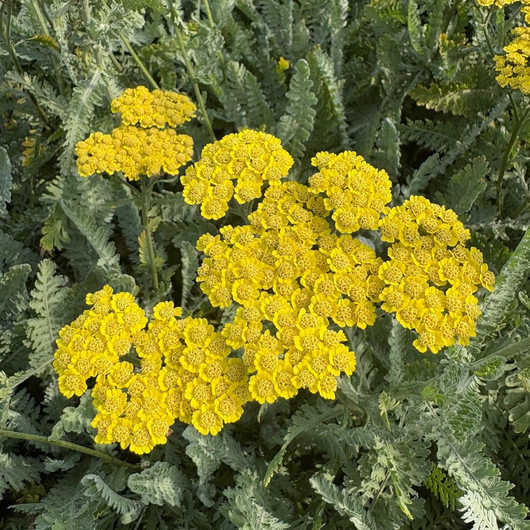 Achillea 'Moonshine' (Duizendblad)