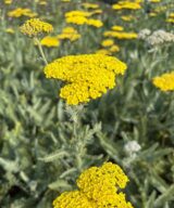Achillea 'Moonshine' (Duizendblad)