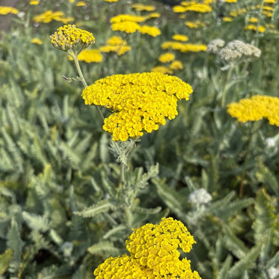 Achillea 'Moonshine' (Duizendblad)