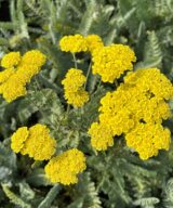 Achillea 'Moonshine' (Duizendblad)