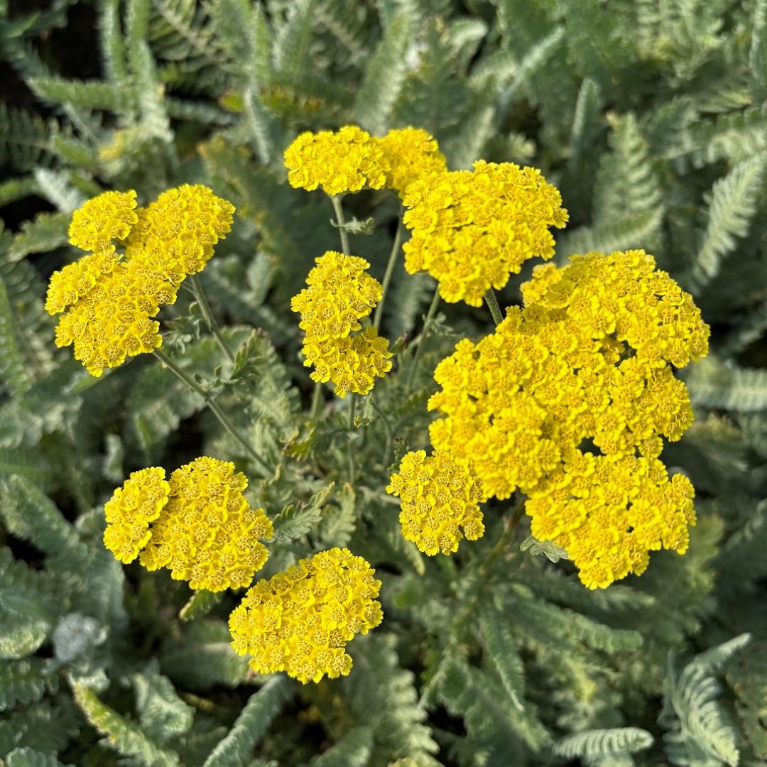 Achillea 'Moonshine' (Duizendblad)